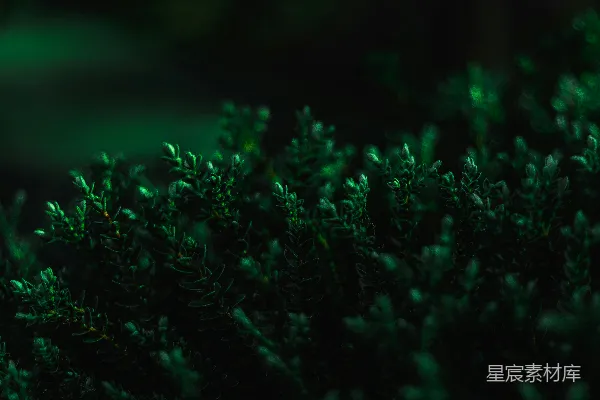 高清摄影 一些植物的特写镜头