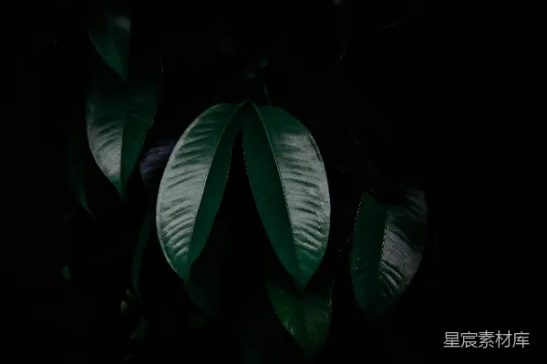 高清摄影 黑暗房间里的绿叶