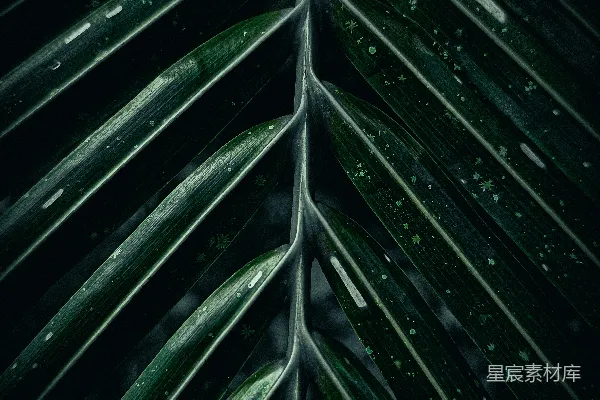 高清摄影 一片带有水滴的绿叶