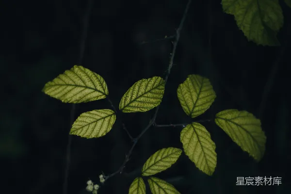高清摄影 在黑暗中的一枝绿叶