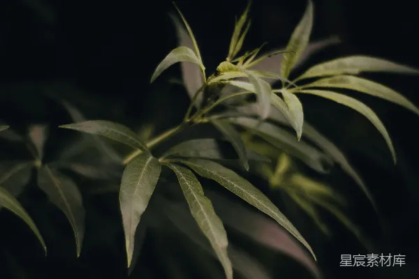 高清摄影 在黑暗中的一株茂盛植物的特写镜头