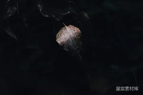 高清摄影 一只虫子的特写镜头