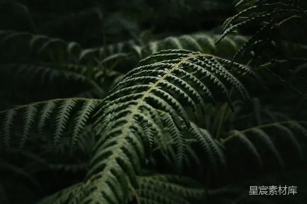 高清摄影 黑暗中蕨叶的特写