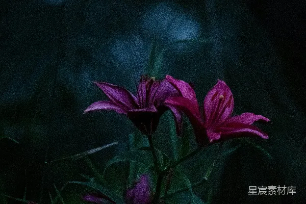 高清摄影 深粉色的百合花在一片阴暗的花园中绽放。