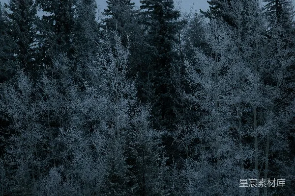 高清摄影 一片覆盖着积雪的田野，背景中有树木。