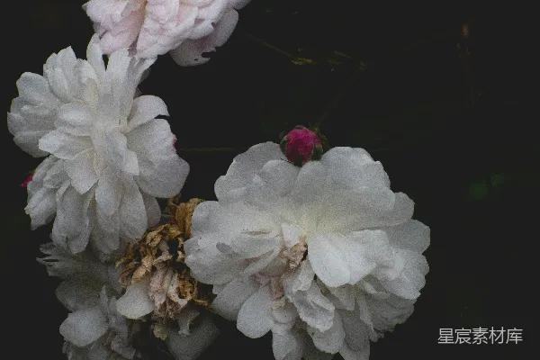 高清摄影 一簇白花并排坐着。