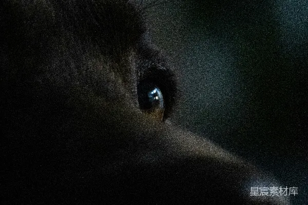 高清摄影 一只狗的脸的特写镜头，背景模糊。