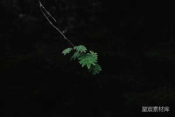 高清摄影 一根绿叶小枝在黑暗背景前。