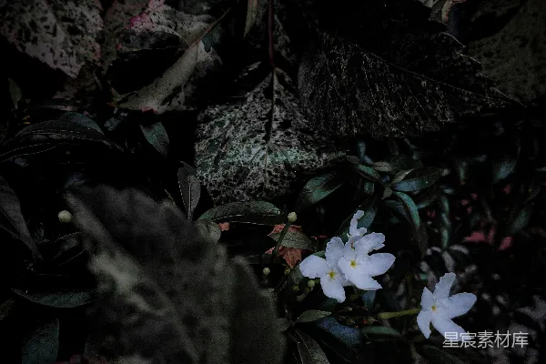 高清摄影 在浓密的绿叶中绽放着娇嫩的白色花朵。