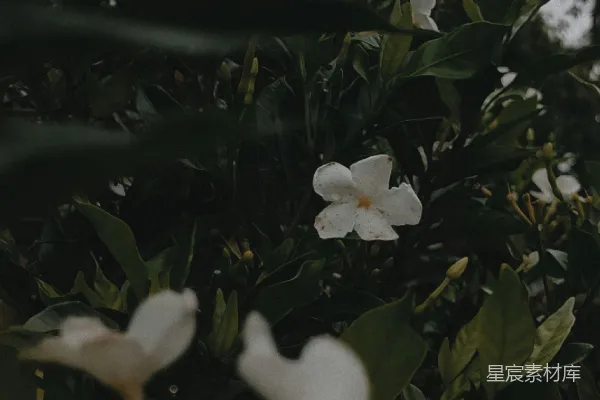 高清摄影 树上开了一些白花。