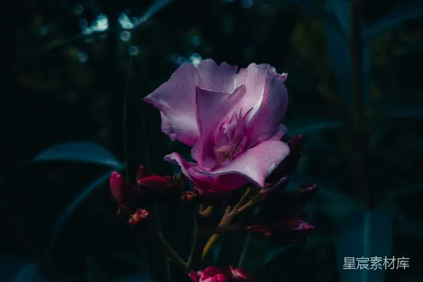 高清摄影 一朵粉红色的花朵在深绿色的叶子中绽放。