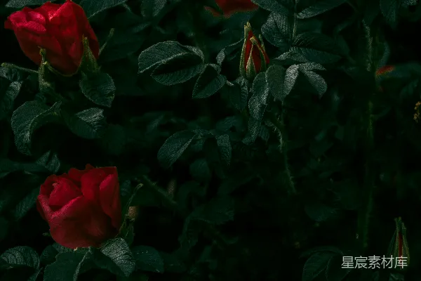 高清摄影 几朵红玫瑰花蕾在深绿色的叶子中簇拥。