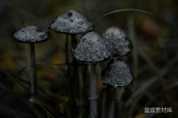 高清摄影 一丛蘑菇长在地里