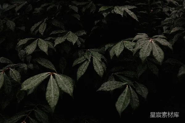 高清摄影 背景图案
