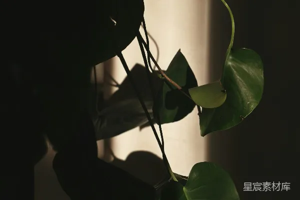 高清摄影 一株植物的特写镜头，挂在墙上。
