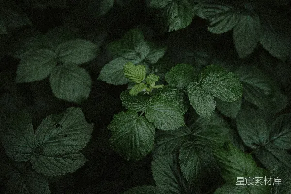 高清摄影 一片绿叶的特写