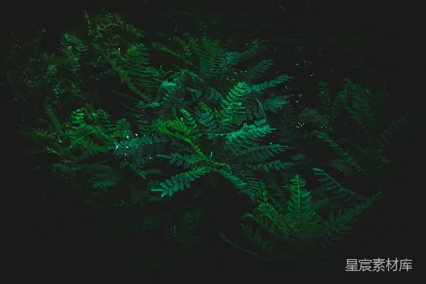 高清摄影 一株绿叶在黑暗中的植物