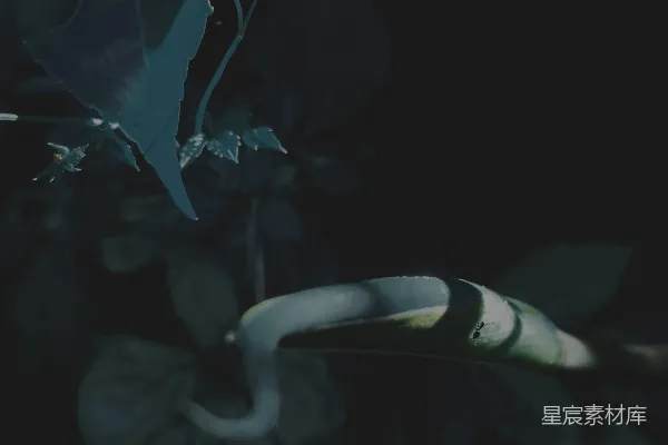 高清摄影 一条蛇蜷缩在黑暗中的枝叶上。