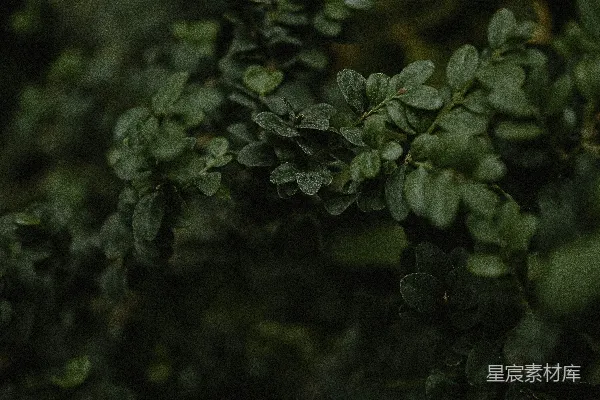 高清摄影 一株绿色叶子的植物的特写。