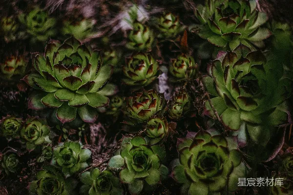 高清摄影 一张植物的特写照片