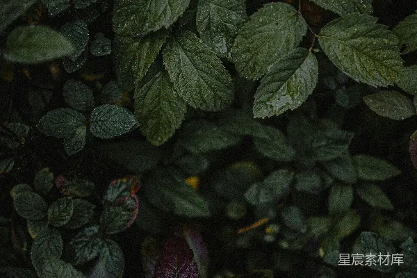 高清摄影 一簇挨在一起的树叶