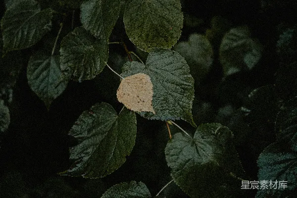 高清摄影 一只白蝴蝶停在一片绿叶上。