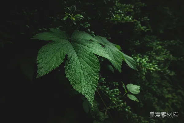 高清摄影 一片大大的绿叶挂在树的一侧。