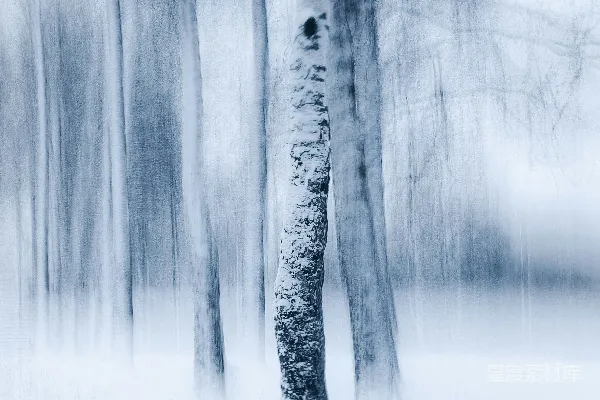 高清摄影 一张模糊的雪地里的树的照片