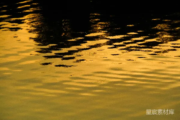 高清摄影 一只鸭子漂浮在水面上