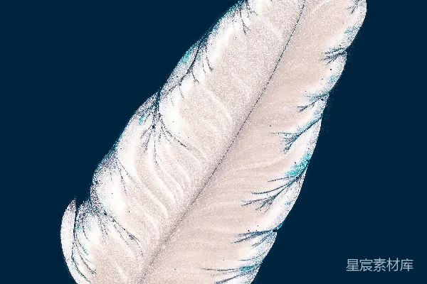 高清摄影 天空中的一只白鸟