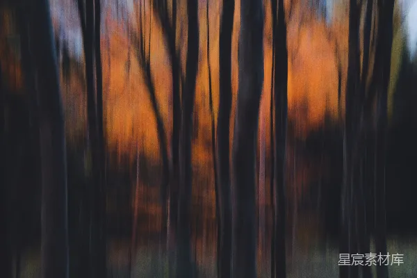 高清摄影 一棵树的特写