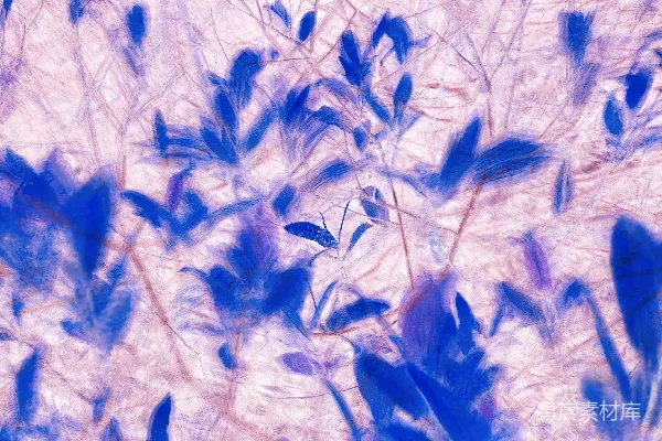 高清摄影 一簇蓝色的花在粉色的背景上。