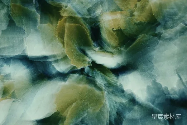 高清摄影 一张树叶的特写照片
