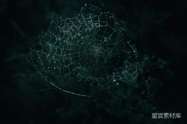 高清摄影 带露珠的蜘蛛网