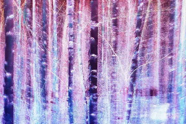 高清摄影 一幅充满许多树木的森林画作