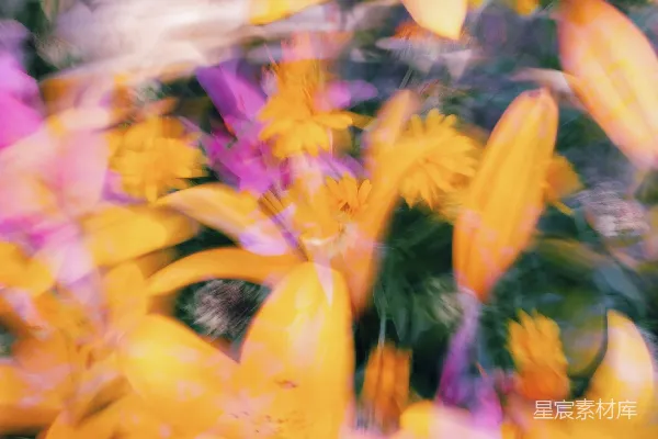 高清摄影 一张模糊的黄紫色花朵照片