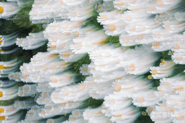 高清摄影 一簇白色花朵，中心是黄色的。