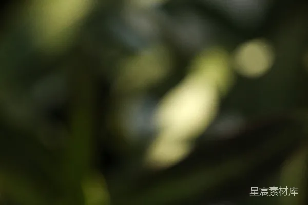 高清摄影 绿色和黄色的光斑背景