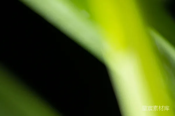 高清摄影 一张绿色植物的特写照片