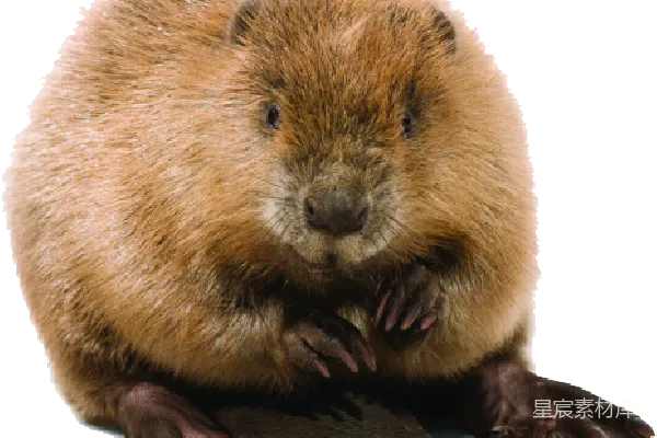元素素材 Beaver（未翻译）