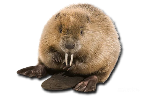 元素素材 Beaver
