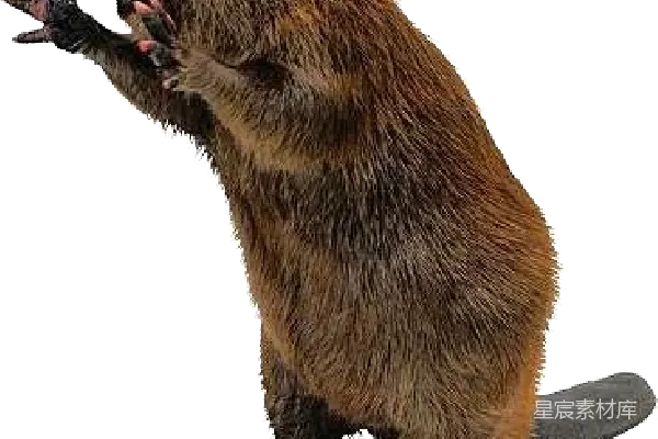 元素素材 Beaver