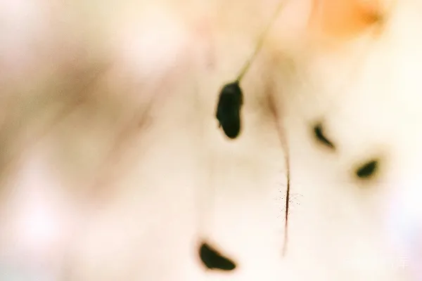 高清摄影 模糊的照片中显示了一颗种子附着在植物上。