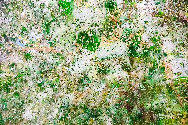 高清摄影 一些苔藓的特写
