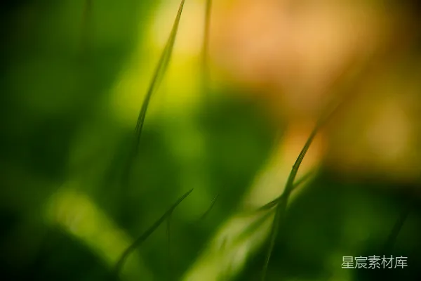 高清摄影 抽象的绿色和橙色模糊背景，带有草叶。