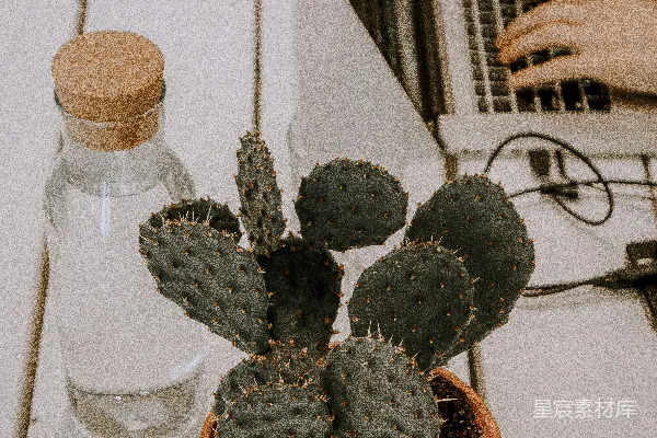 高清摄影 绿色仙人掌植物旁边是透明玻璃瓶