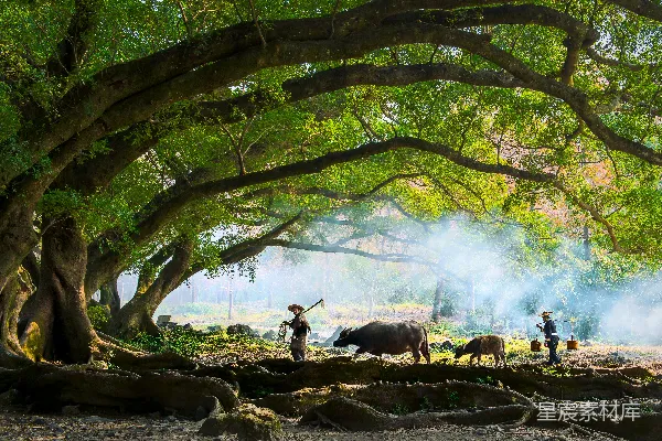 高清摄影 农民在树下牵着水牛走