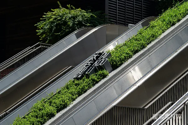 高清摄影 几部带有植物生长的自动扶梯