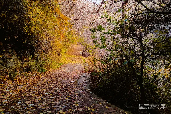 高清摄影 一条泥泞的小路，两旁环绕着树木和树叶。
