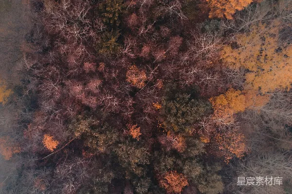 高清摄影 高角度拍摄棕色树叶的树